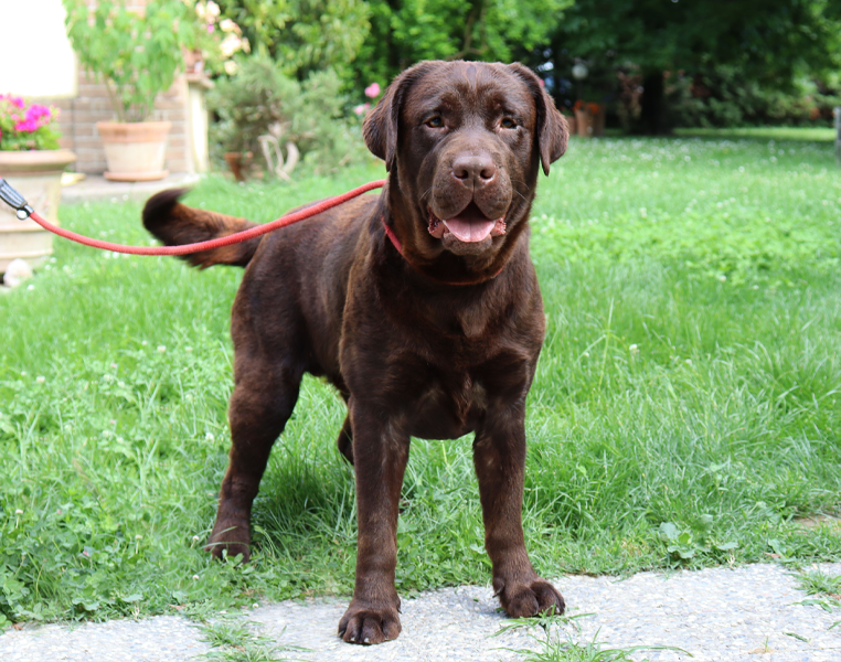 labrador marrone maschio in giardino